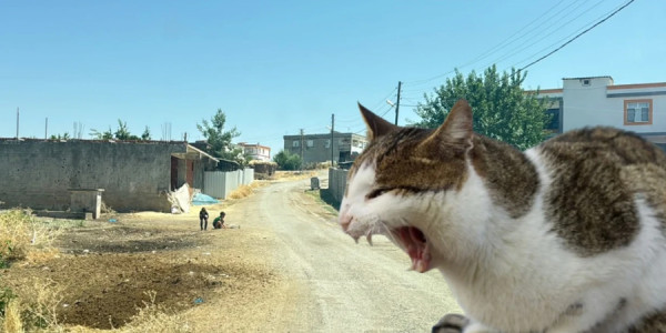 Diyarbəkirdə 4 yaşlı uşaqda quduzluq aşkarlanıb