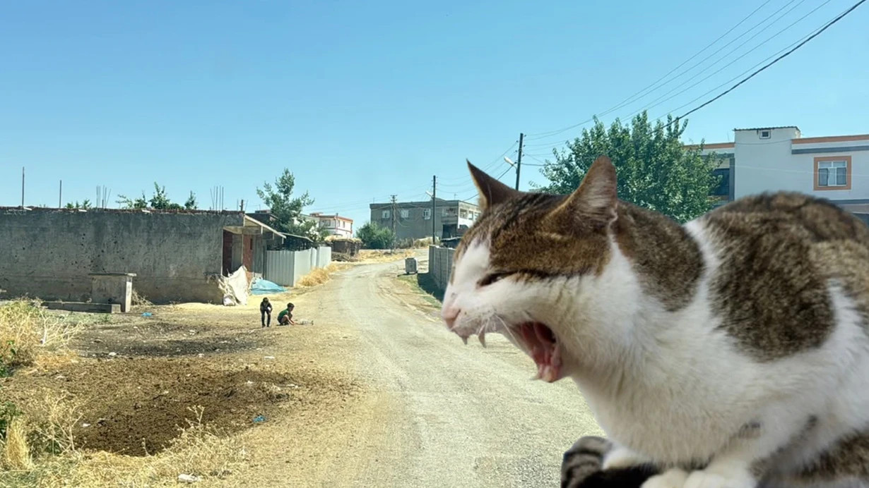 Diyarbəkirdə 4 yaşlı uşaqda quduzluq aşkarlanıb