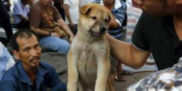 Cənubi Koreyada it ətinin satışına qadağadan əvvəl son “boknal” günü