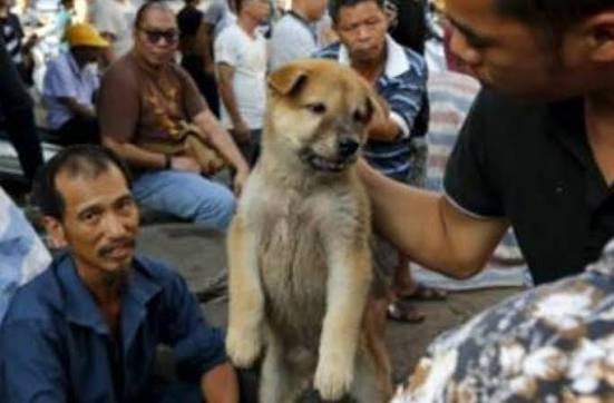 Cənubi Koreyada it ətinin satışına qadağadan əvvəl son “boknal” günü