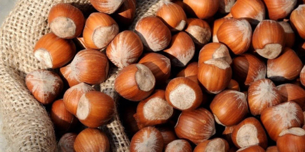 Azərbaycan meşə fındığı ixracından gəlirini 22 %-ə yaxın artırıb