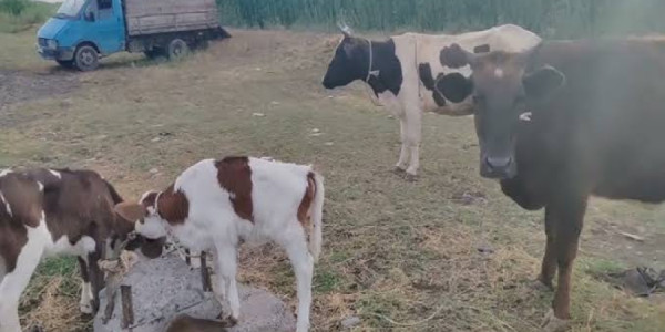 Mal-qarada quduz aşkarlandı