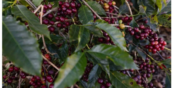 Starbucks sevənlərə pis xəbər: qəhvə qıtlığı gözlənilir