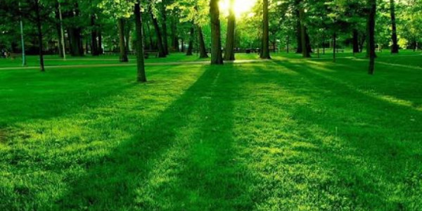 Təbiətin gizli səyyahı: Üzən meşə adası
