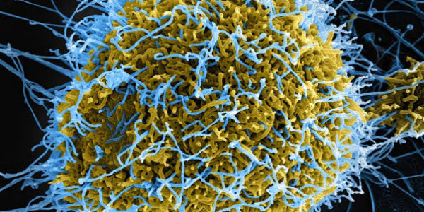 Virus Şimali Kivuda da yayıldı –