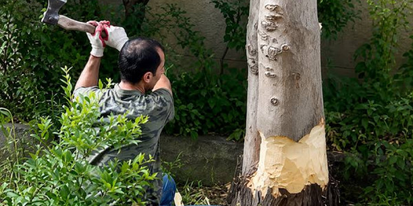 Qonşuların ağacları kəsməsi məhkəməlik oldu