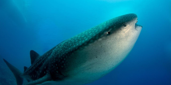 Qərbi Avstraliyada köpəkbalığı hücumu çimərliklərin bağlanmasına səbəb oldu
