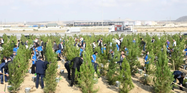 Salyan şossesində 500 yeni ağac əkilib