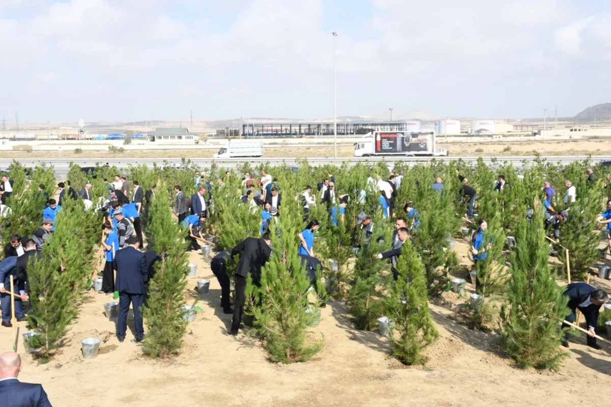 Salyan şossesində 500 yeni ağac əkilib