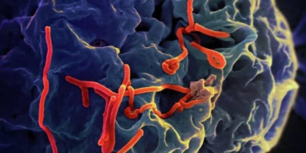 Ebola təhlükəsi: