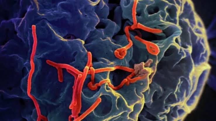 Ebola təhlükəsi: