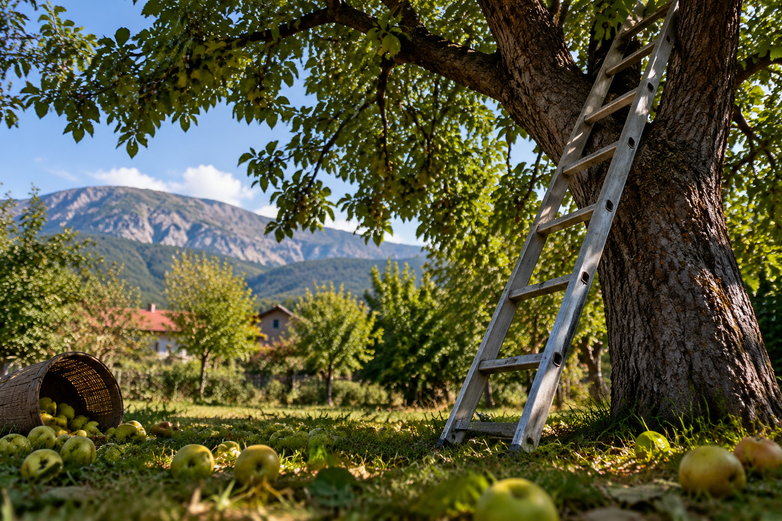 Kişi ağacdan yıxılaraq