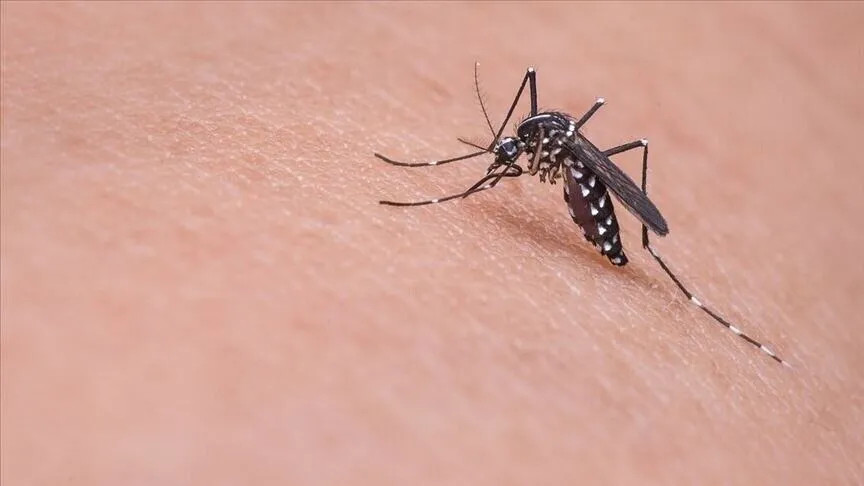 Hollandiyadan yeni virus gəlir -