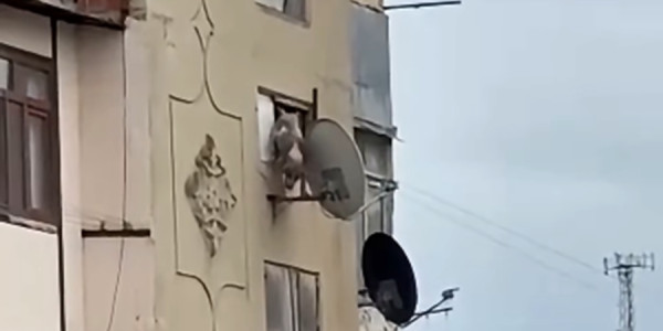 Bakıda iti pəncərədən atan şəxsə - 25 sutka verildi