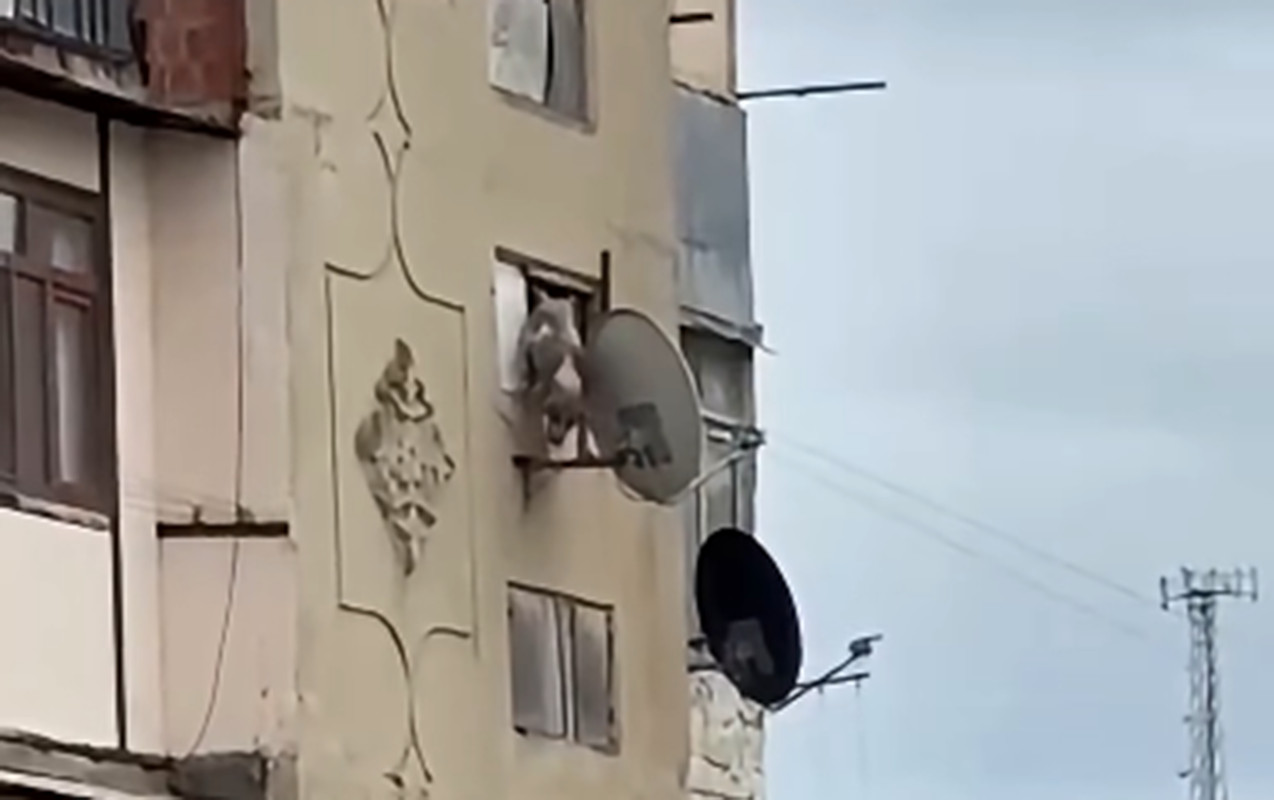 Bakıda iti pəncərədən atan şəxsə - 25 sutka verildi