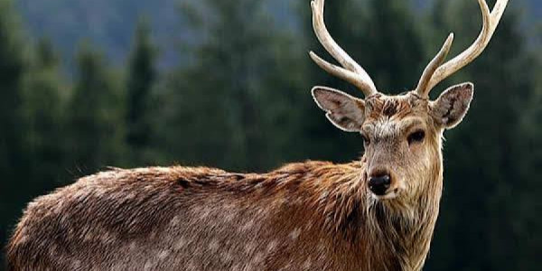 Bakıda maral başı 10 min manata satışa çıxarılıb