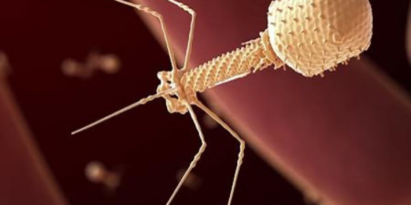 Süni intellektin yaratdığı virus ilk dəfə insana tətbiq edilib