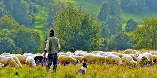 Ermənistan azan çobanı Azərbaycana qaytardı
