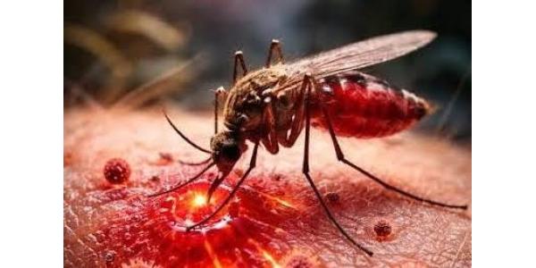 Ağcaqanad dişləməsinin arxasındakı gizli təhlükə üzə çıxdı